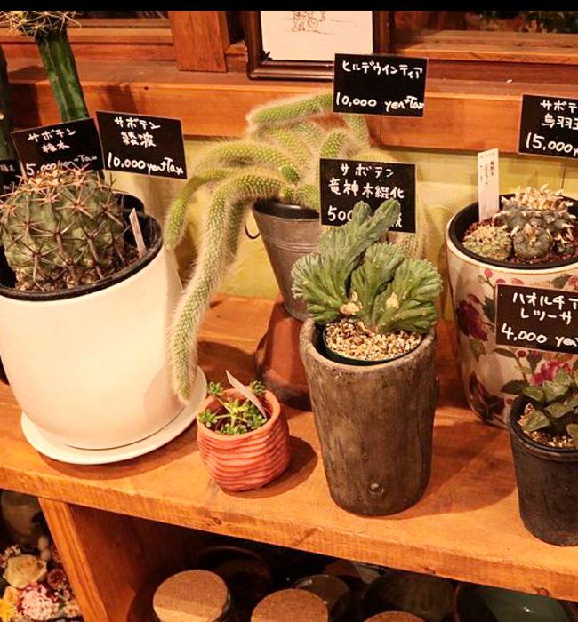 ドライフラワー1