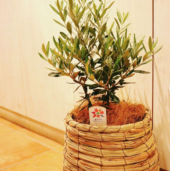 開店祝いイメージ5